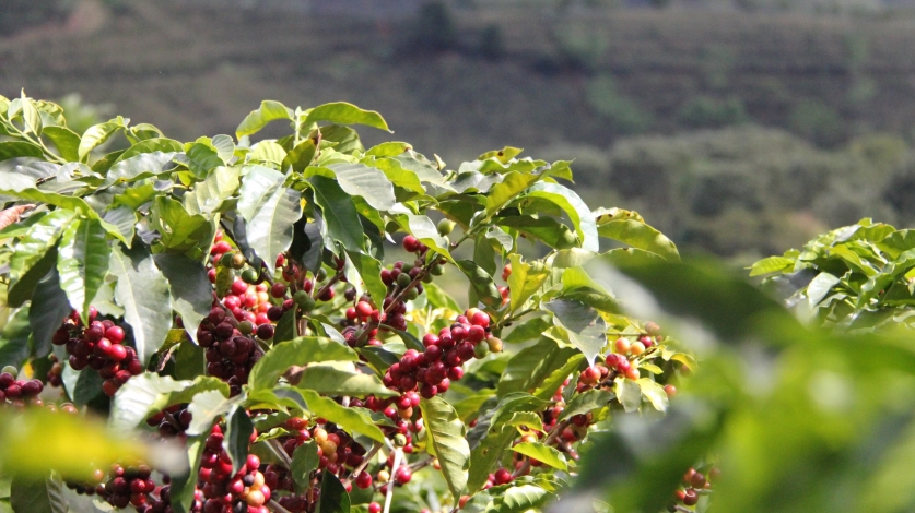 Roasting coffee beans