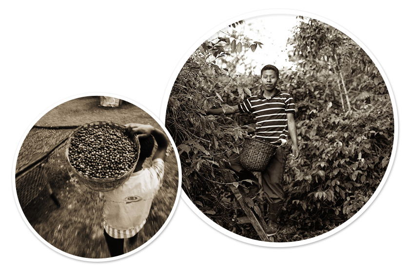 coffee quality 1